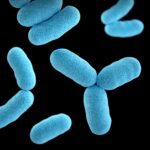 Aç Kalan Bakteriler Uzun Süre Yaşıyor
