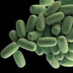 Antibiyotiğe Dirençli Bakteriler: Florür İmdada Yetişir mi?