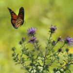 Kelebeklerin Kanat Çırpışı, Uçmanın Gizemini Açıklıyor
