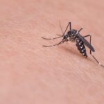 Sivrisinekler, Sürekli İnsan Kokusu Almalarını Sağlayan Sinirsel Emniyet Sistemine Sahip