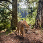 İnsanlardan Kaçarak Enerji Harcayan Erkek Pumaların Yaşam Alanı Daralıyor