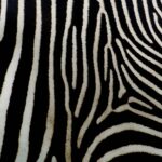 Gri Kamuflaj, Zebra Çizgilerinden Daha İyi
