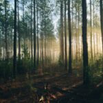 Ormanlarımız, 2050 Yılında İklimsel Bir Taşma Noktasına Doğru İlerliyor