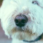 Köpek Burnuyla Yarışan Hastalık Koklama Cihazına Doğru