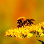 Yaz Mevsimindeki Hava Koşulları, Bal Arıları İçin Kışın Hayatta Kalmayı Etkiliyor