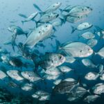 Bilim İnsanları, Dünya Okyanuslarındaki Bütün Balık Kakalarını Analiz Etti