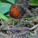Nesli Tükenen Karayip Kuşunun En Yakın Akrabaları Afrika ve Güney Pasifik’te