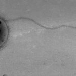 Uluslararası Uzay İstasyonu’nda İlk Defa Görülen Mikroplar