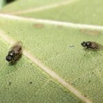 Sinekleri Uçan Şampiyonlara Dönüştüren Genetik