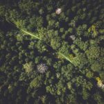 Tür İçi Çeşitlilik Kaybı: Gizli Biyoçeşitlilik Krizi