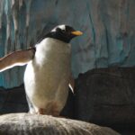 Penguen Hemoglobinleri, Dalışta Gereken Oksijen İhtiyacını Karşılamak Üzere Evrimleşmiş