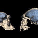 Modern İnsan Beyni, Yaklaşık 1,7 Milyon Yıl Önce Afrika’da Oluşmuş