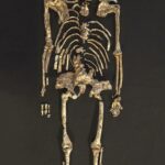 Meşhur Fosilin Analizi, İnsanlar ile Maymunların Nasıl Ayrıldığını Çözmeye Yardımcı Oluyor