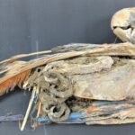 Mumyalanmış Papağanlar, Antik Atakama Çölü’ndeki Ticarete İşaret Ediyor