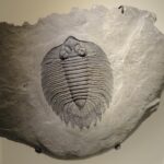 trilobit