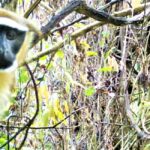 Kamera Tuzakları, Nesli Tehlike Altındaki Dryas Maymunlarını Buldu