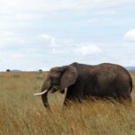 Afrika Fillerinin Yaşam Alanı, Olması Gerekenin %17’si Kadar