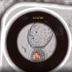 Birleşik İnsan-Maymun Embriyoları Oluşturuldu