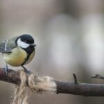 Kuşlar Geleneklerini İyi Yönde Değiştirebiliyor