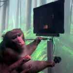 Neuralink ile Sadece Zihnini Kullanarak Oyun Oynayan Maymun