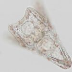 Beyin, Sindirimi Düzenlemek Üzere Evrimleşmiş Olabilir