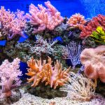 Mercanlar İklim Değişimine Dayanabilir