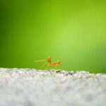 Karıncalar, Sosyal İzolasyona İnsanlar Gibi Tepki Veriyor