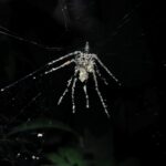 Yırtıcıları Yıldırmak İçin Sahte Örümcekler Yapan Örümcek