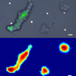 Conventional-microscope-Vs-phonon-probe-images-of-biological-cells.jpg.x66cf6f73[1]