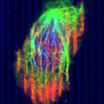 Yeni Araştırma, Kanserle Mücadelede Vücudun Bağışıklık Sistemini En İyi Hale Getiriyor