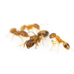 Parazit Bulaşan Karıncalar Çok Daha Uzun Yaşayabiliyor