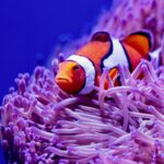 Palyaço Balığı Şeritlerini Nasıl Kazanıyor?