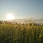 Güneş Jeomühendisliği, Küresel Isınmanın Ekinler Üzerindeki Etkisini Hafifletebilir