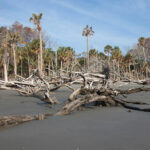 ‘Hayalet Ormanlardaki’ Ölü Ağaçlar, Sera Gazı Yayılımına Katkıda Bulunuyor