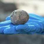 1.000 Yıldır Kırılmadan Duran Tavuk Yumurtası