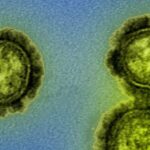 İnsanlara Bulaşan Grip Virüsünün İki Alttürü Yok Olmuş Olabilir