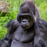 Afrika Büyük Maymunları, Önümüzdeki 30 Yılda Erim Alanlarını Büyük Oranda Kaybedecek