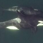 Dron Görüntüleri, Katil Balinaların da Yakın ‘Arkadaşları’ Olduğunu Gösteriyor