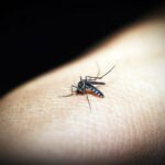 Bazı İnsanlar Neden Sivrisinek Mıknatısı Gibi?