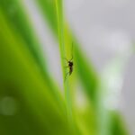 Sivrisineklerin Koku Algılayıcıları, Böceksavarlardan Kaçınmalarını Sağlıyor