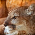 Salgın Döneminin Sessizliği, Pumaları Şehir Bölgelerine Yaklaştırmış