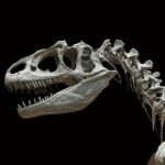 Dinozorlar Ne Zaman ve Nasıl Yok Oldu?