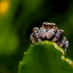Zıplayan Örümcekler, Sadece Omurgalılarda Görülen Bilişsel Bir Kabiliyet Sergiliyor