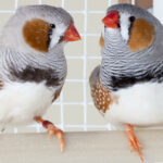 Kuşların Yeni ve Karmaşık Sesleri Öğrenmesinde Dopaminin Etkisi