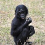 Maymunlar Birbirleriyle Etkileşimlerini Tıpkı İnsanlar Gibi Başlatıp Bitiriyor