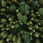 İklim Değişimi, Orman Yangını Tehlikesini Artırıyor