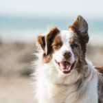 Köpeklerde İnsanlardaki Hiperaktivite Bozukluğuna Benzeyen Davranışlar