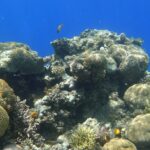 Şimdi Harekete Geçmezsek, Okyanus Yüzeyinin %95’i Bozulacak