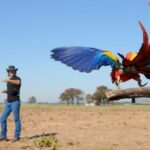 Papağanları Korumak İçin Serbest Uçuş Eğitimi