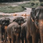 Filler Müttefikleriyle İş Birliği Yapmak İstiyor Fakat Bir Dereceye Kadar